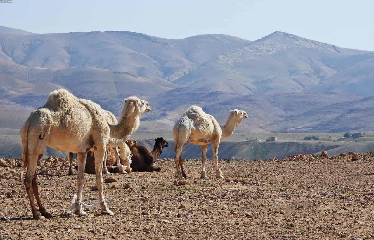 Sunrise Camel Trek with Bedouin Breakfast